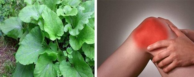 Benefici della bardana per l'artrosi dell'articolazione del ginocchio